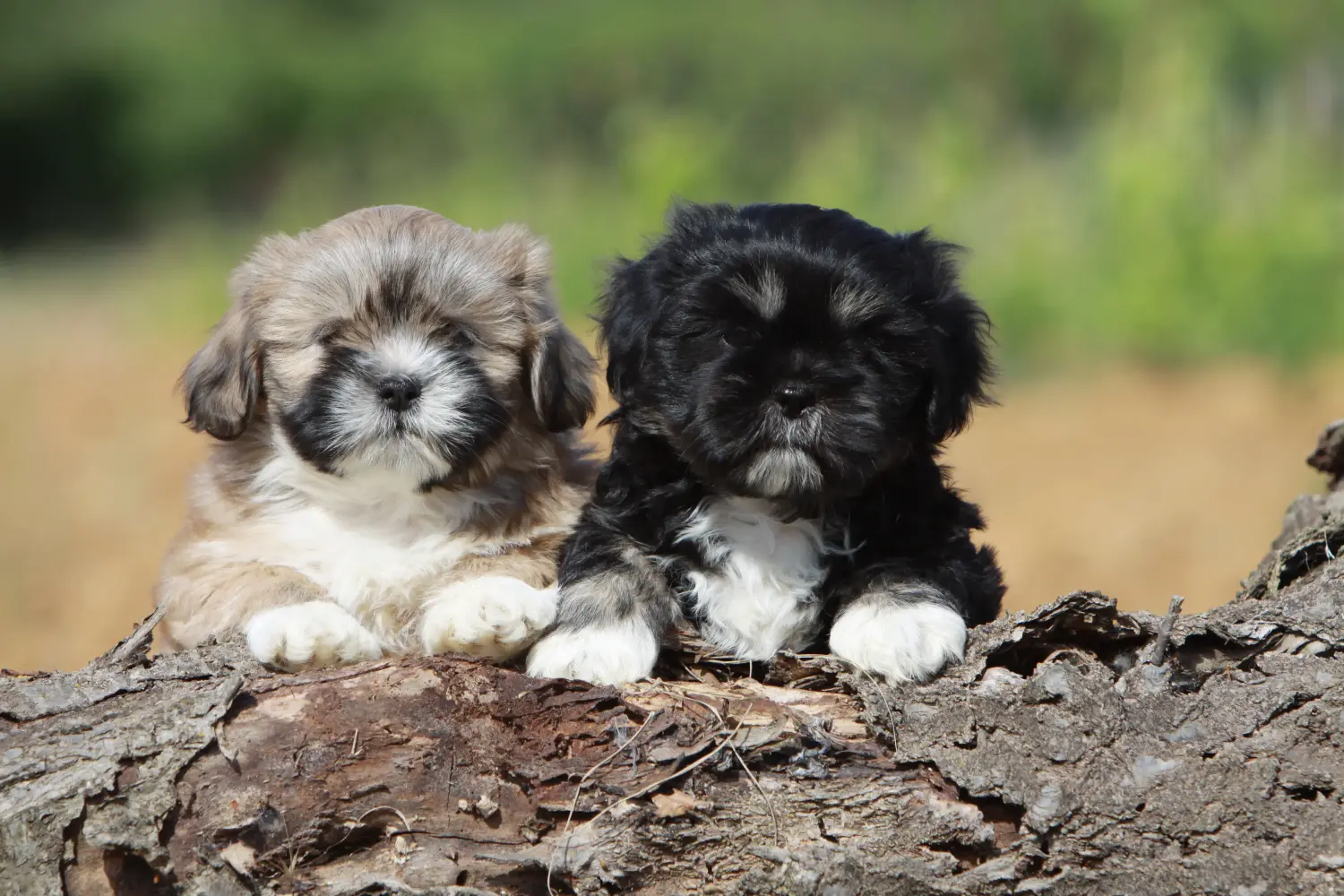 Bir Shih Tzu yavrusu satın almak sorumluluk almak demektir! Shih Tzu yavru köpekleri satın alın.