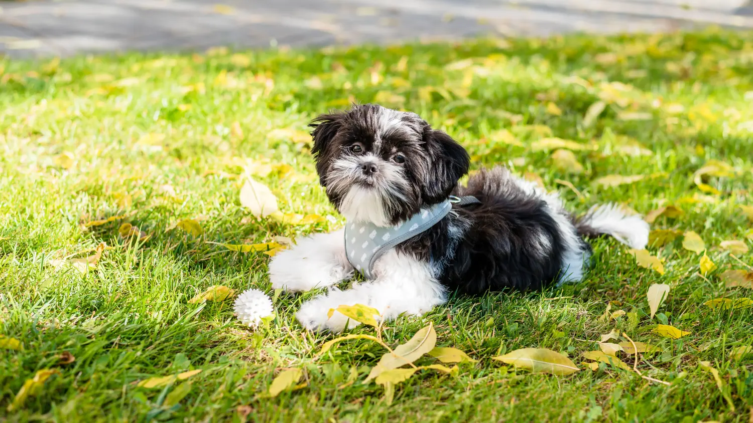 Bir Shih Tzu yavrusu satın almak sorumluluk almak demektir! Shih Tzu yavru köpekleri satın alın.