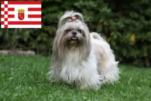 Read more about the article Bremen’de Shih Tzu yetiştiricileri ve köpek yavruları