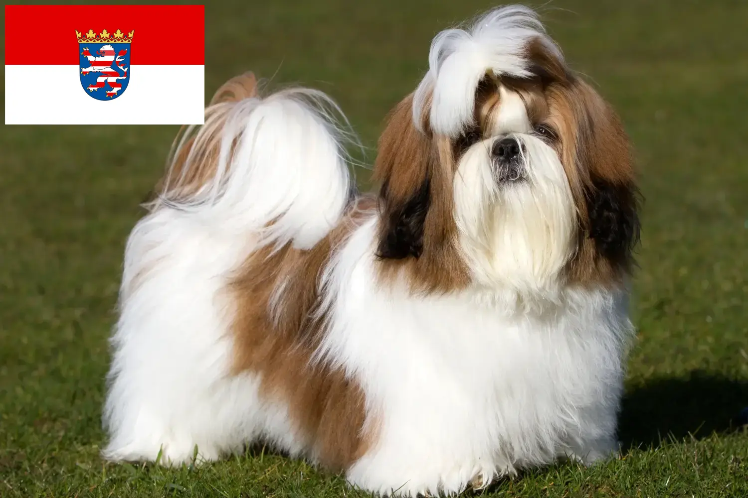 Read more about the article Hessen’deki Shih Tzu yetiştiricileri ve köpek yavruları