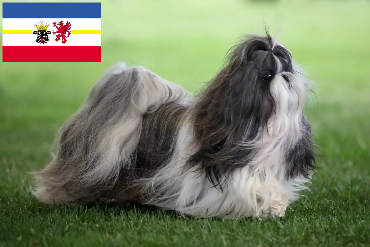 Read more about the article Mecklenburg-Vorpommern’de Shih Tzu yetiştiricileri ve köpek yavruları