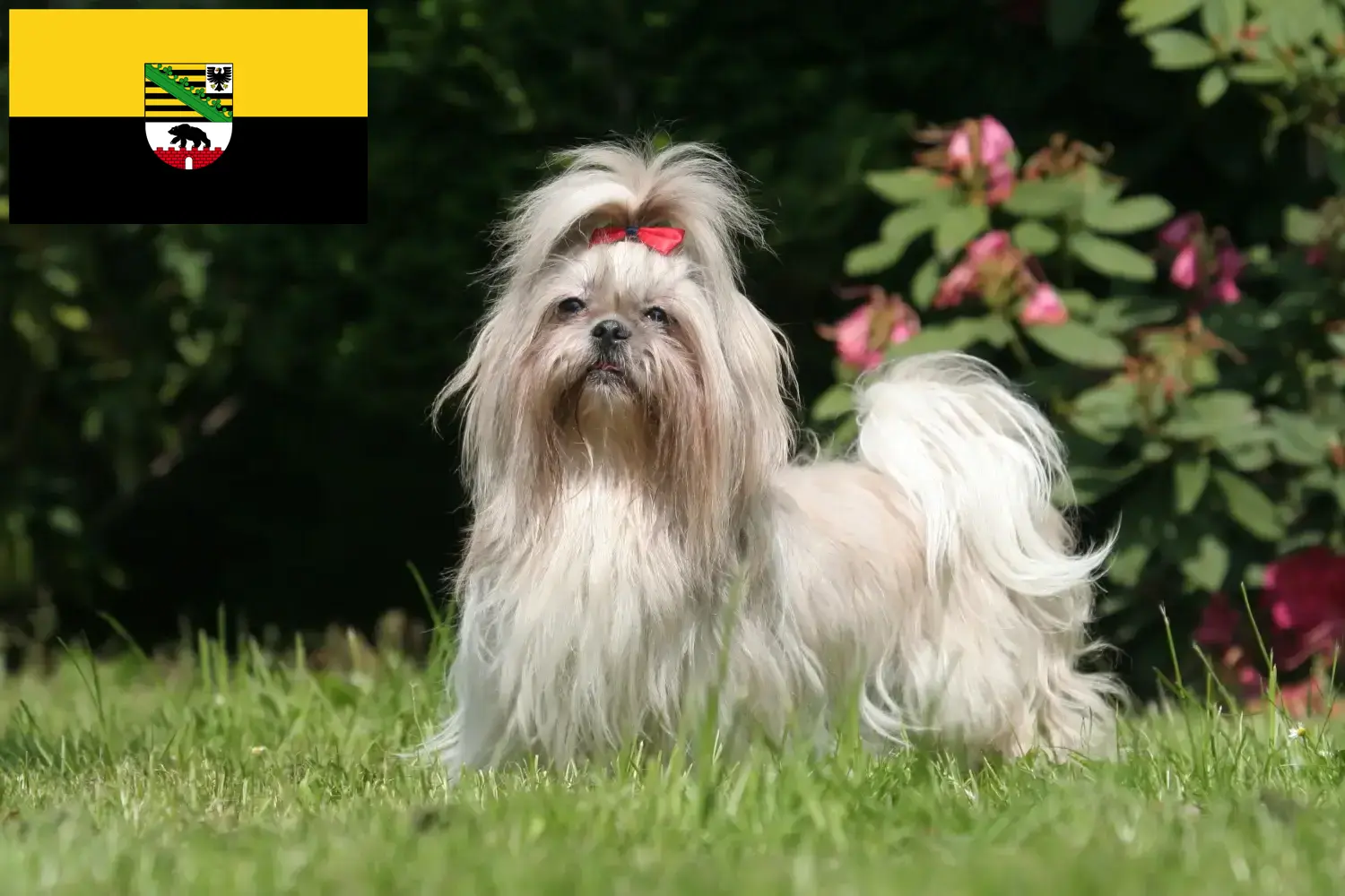Read more about the article Saxony-Anhalt’da Shih Tzu yetiştiricileri ve köpek yavruları