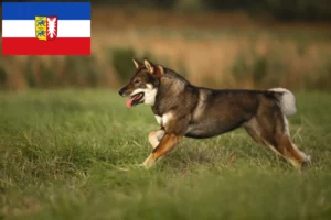 Read more about the article Schleswig-Holstein’da Şikoku yetiştiricileri ve yavru köpekler