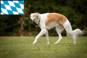 Read more about the article Bavyera’da Silken Windsprite yetiştiricileri ve köpek yavruları