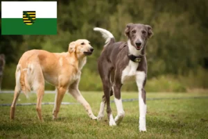 Read more about the article Saksonya’da Silken Windsprite yetiştiricileri ve köpek yavruları