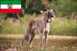 Read more about the article Kuzey Ren-Vestfalya’da Silken Windsprite yetiştiricileri ve köpek yavruları