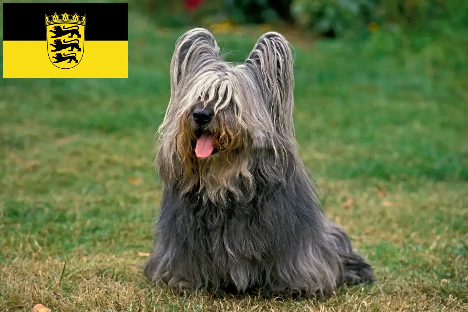 Read more about the article Baden-Württemberg’de Skye Terrier yetiştiricileri ve köpek yavruları