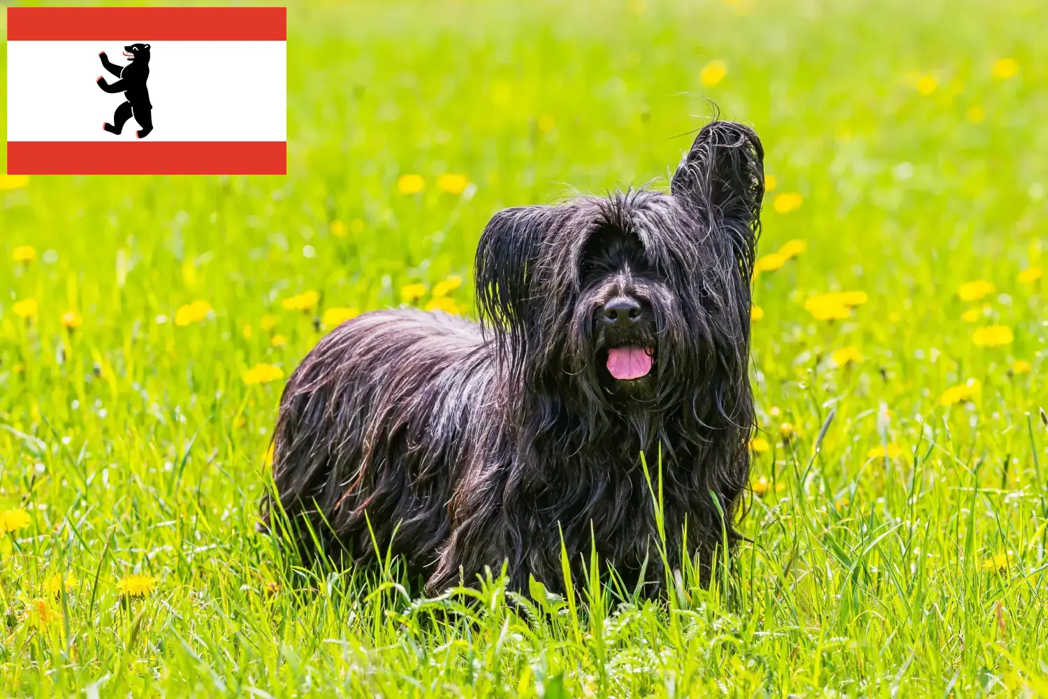 Read more about the article Berlin’de Skye Terrier yetiştiricileri ve köpek yavruları