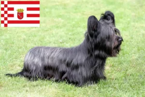 Read more about the article Bremen’de Skye Terrier yetiştiricileri ve köpek yavruları