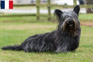 Read more about the article Fransa’da Skye Terrier yetiştiricileri ve köpek yavruları