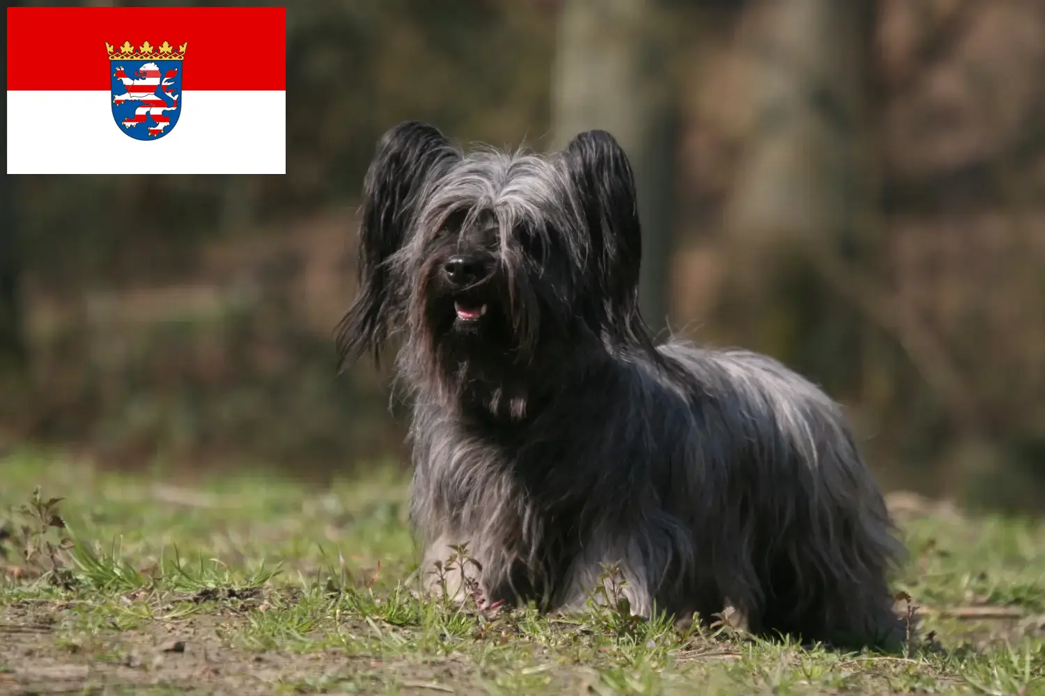 Read more about the article Hessen’de Skye Terrier yetiştiricileri ve köpek yavruları