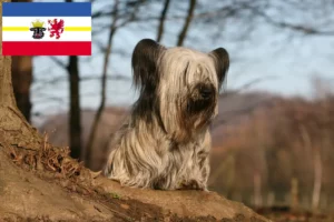 Read more about the article Mecklenburg-Vorpommern’de Skye Terrier yetiştiricileri ve köpek yavruları