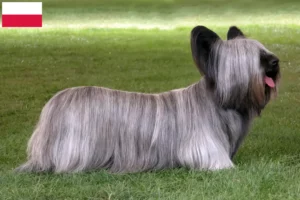 Read more about the article Polonya’da Skye Terrier yetiştiricileri ve köpek yavruları
