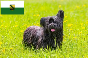 Read more about the article Saksonya’da Skye Terrier yetiştiricileri ve köpek yavruları