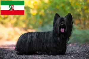 Read more about the article Kuzey Ren-Vestfalya’da Skye Terrier yetiştiricileri ve köpek yavruları