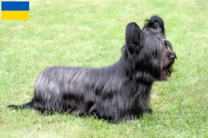 Read more about the article Ukrayna’da Skye Terrier yetiştiricileri ve köpek yavruları