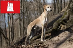 Read more about the article Hamburg’da Sloughi yetiştiricileri ve köpek yavruları
