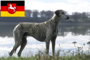 Read more about the article Aşağı Saksonya’da Sloughi yetiştiricileri ve köpek yavruları
