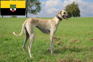 Read more about the article Saksonya-Anhalt’da Sloughi yetiştiricileri ve köpek yavruları