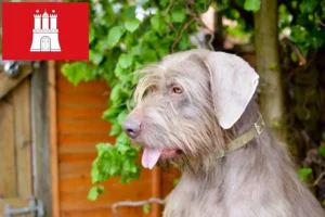 Read more about the article Hamburg’da Slovakian Roughbeard yetiştiricisi ve köpek yavruları