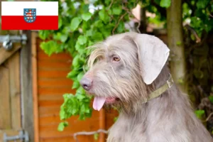 Read more about the article Thüringen’de Slovak Kaba Sakal yetiştiricileri ve köpek yavruları