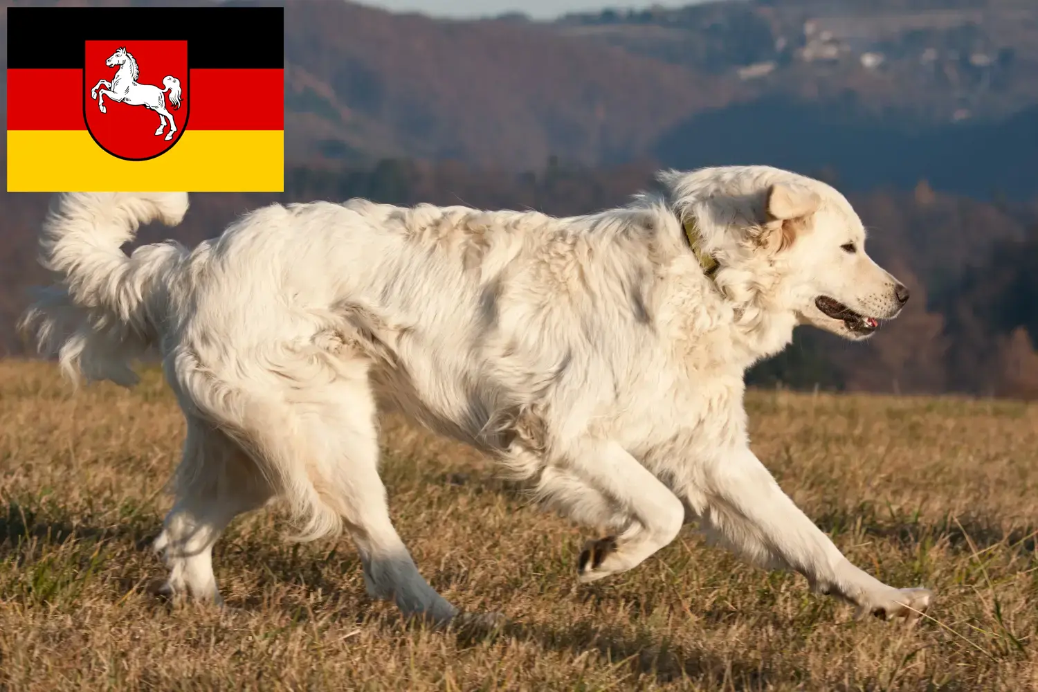 Read more about the article Aşağı Saksonya’da Slovensky Cuvac yetiştiricileri ve köpek yavruları