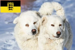 Read more about the article Baden-Württemberg’de Slovensky Cuvac yetiştiricileri ve köpek yavruları