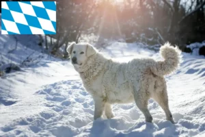 Read more about the article Bavyera’da Slovensky Cuvac yetiştiricileri ve köpek yavruları