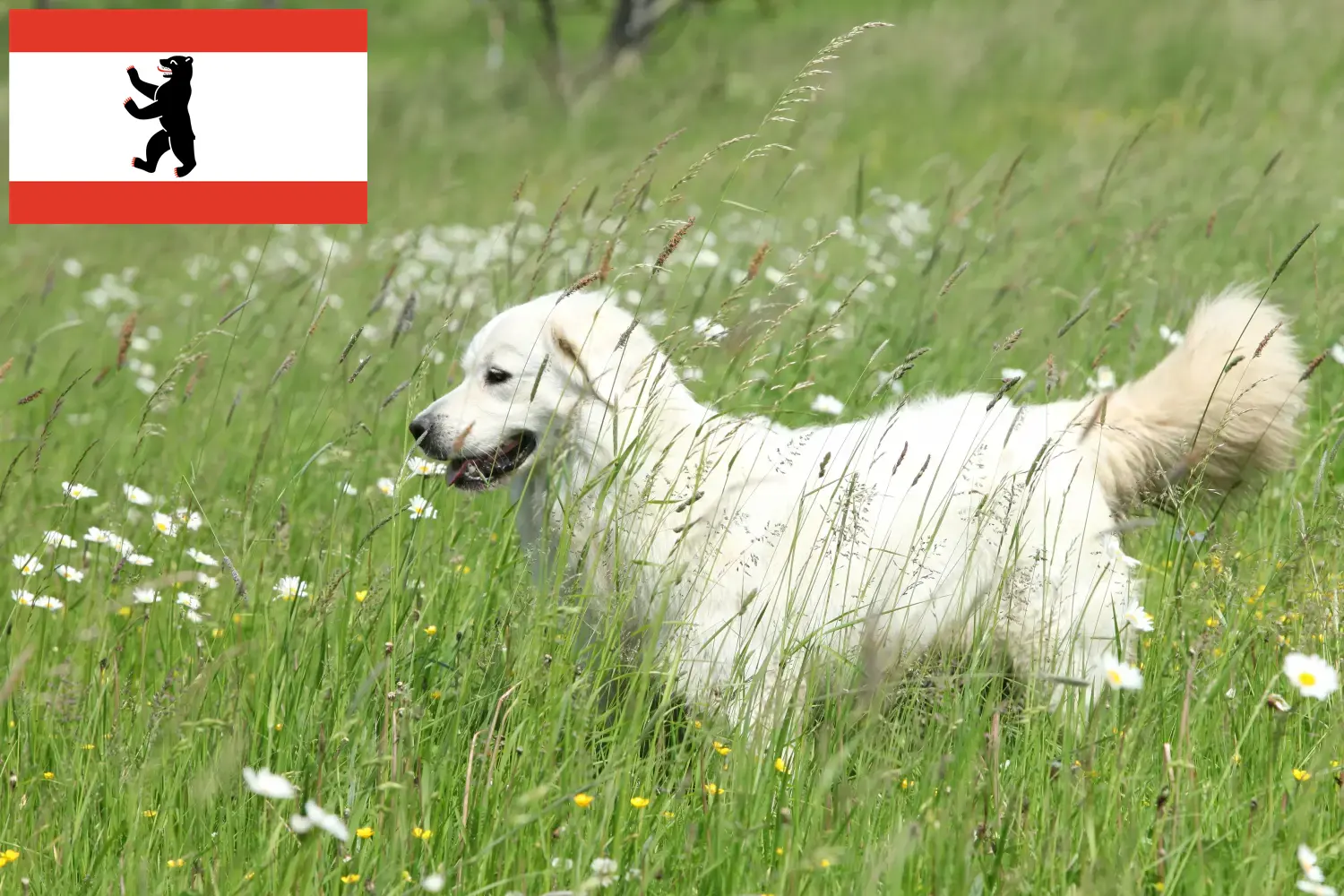 Read more about the article Berlin’de Slovensky Cuvac yetiştiricileri ve köpek yavruları