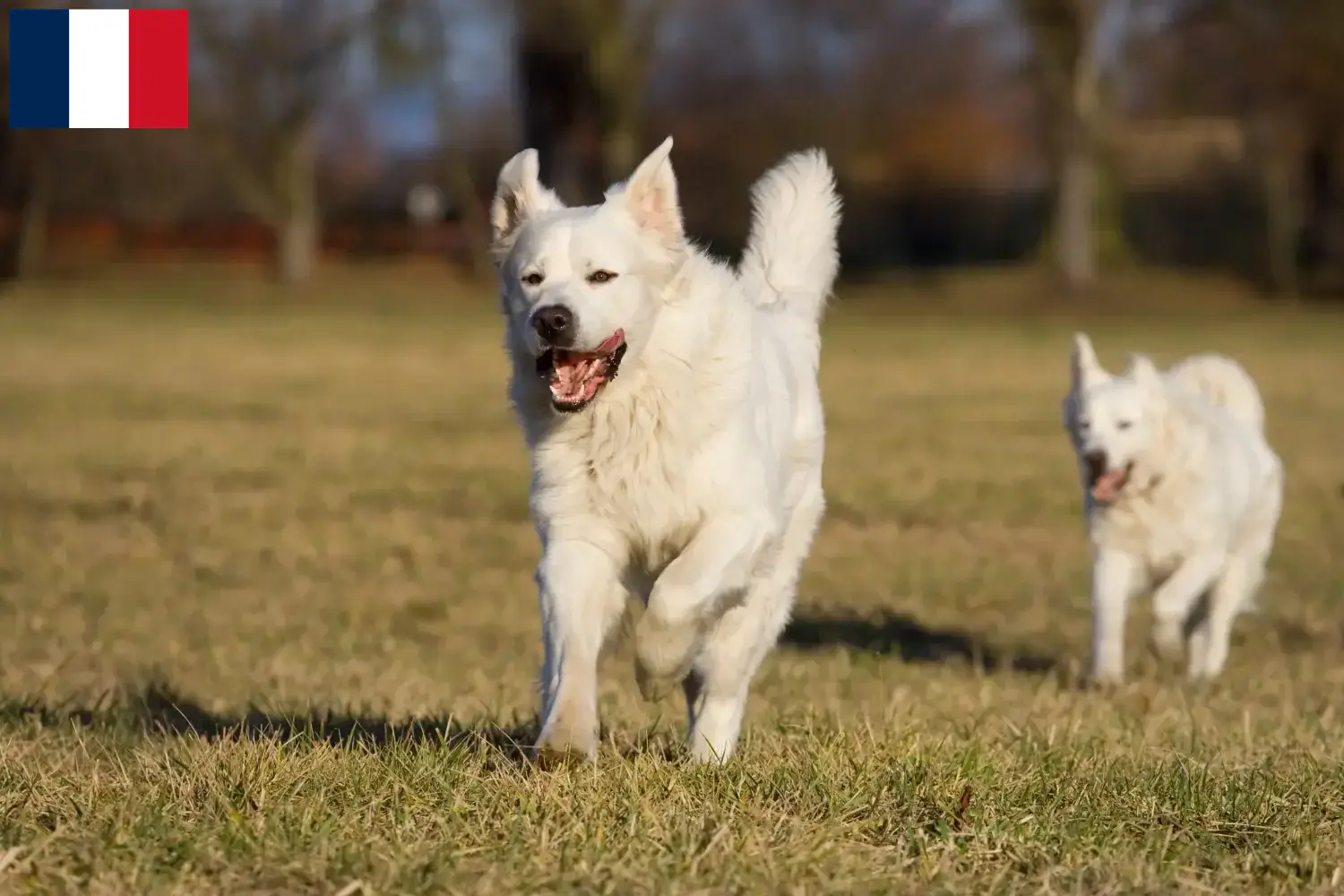Read more about the article Fransa’da Slovensky Cuvac yetiştiricileri ve köpek yavruları
