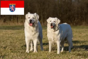 Read more about the article Hessen’de Slovensky Cuvac yetiştiricileri ve köpek yavruları