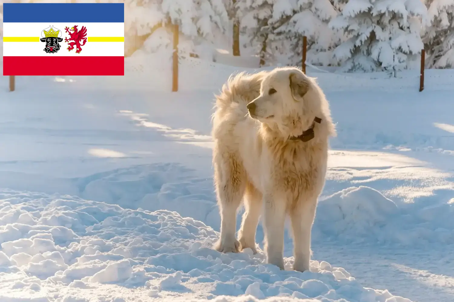 Read more about the article Mecklenburg-Vorpommern’de Slovensky Cuvac yetiştiricileri ve köpek yavruları