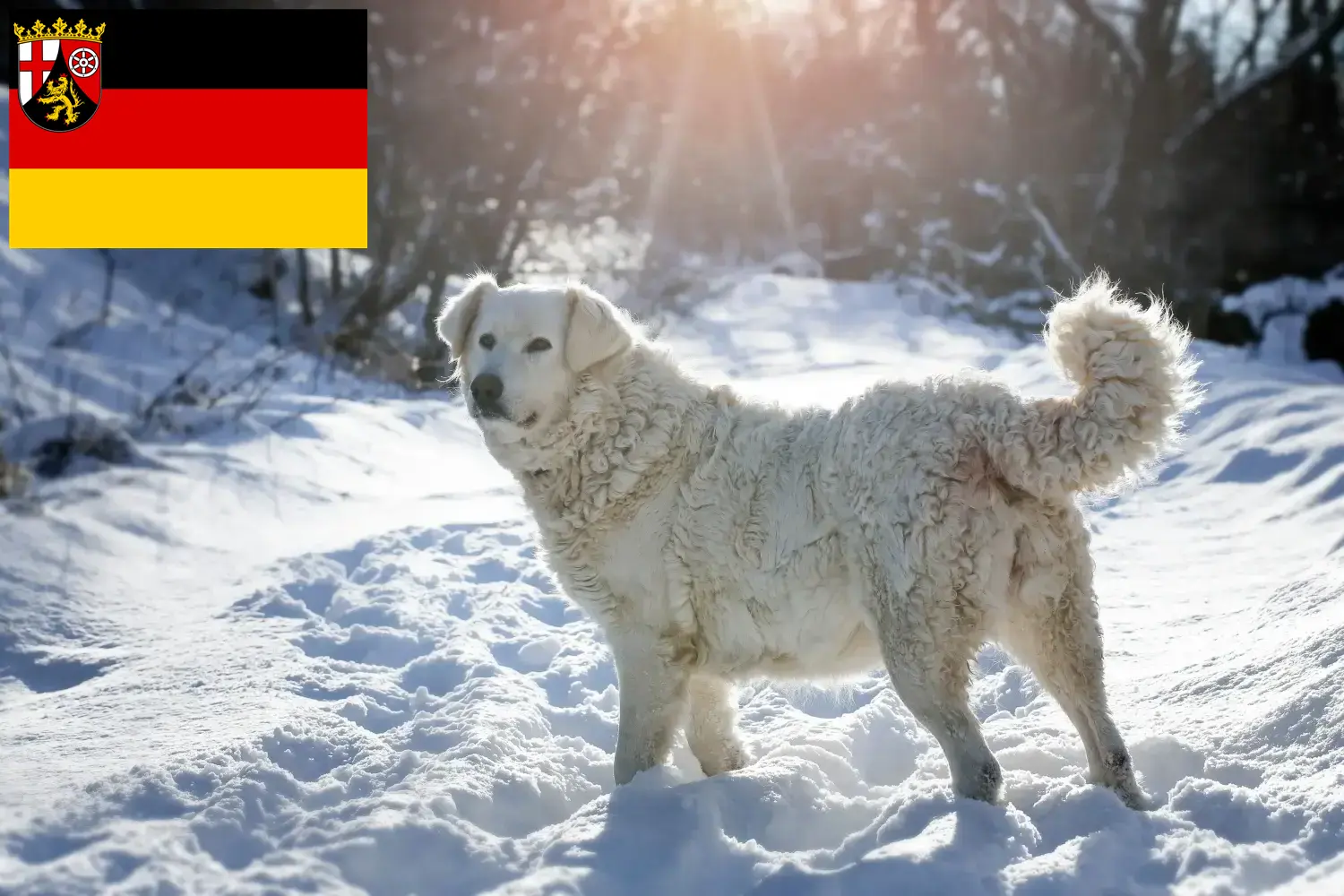 Read more about the article Rheinland-Pfalz’da Slovensky Cuvac yetiştiricileri ve köpek yavruları
