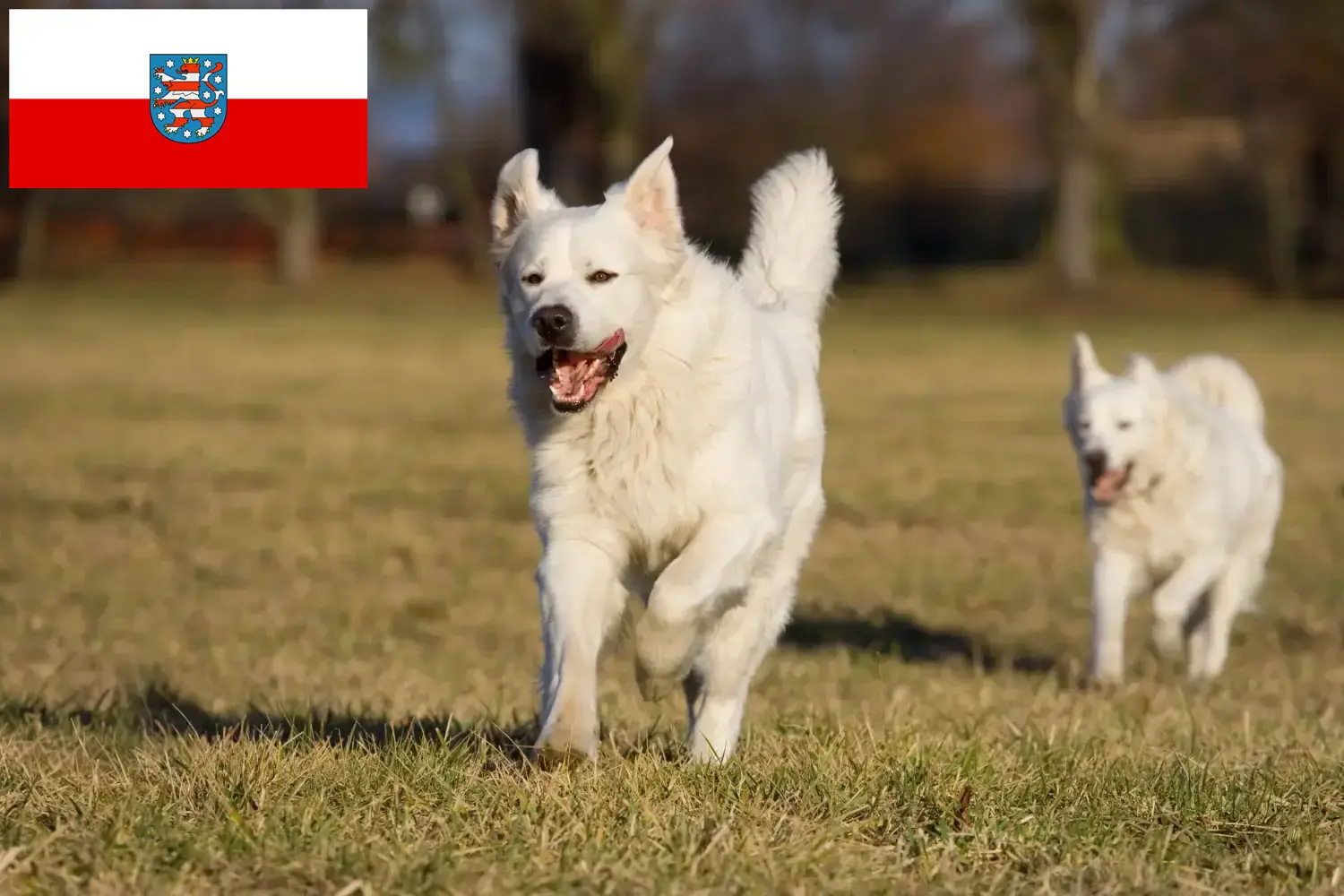 Slovensky Cuvac yavru köpek ve yetiştiricileri Thüringen Burada Thüringen'deki Slovensky Cuvac yetiştiricilerini bulabilirsiniz.