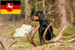 Read more about the article Aşağı Saksonya’da Slovenský kopov yetiştiricileri ve köpek yavruları