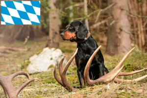 Read more about the article Bavyera’da Slovenský kopov yetiştiricileri ve yavru köpekler