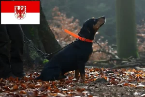 Read more about the article Brandenburg’da Slovenský kopov yetiştiricileri ve köpek yavruları