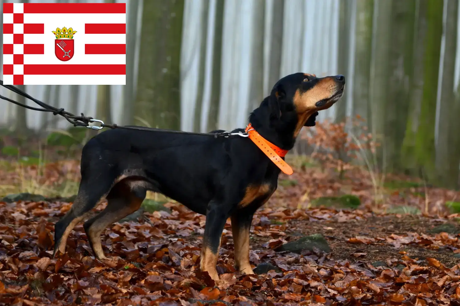 Read more about the article Bremen’de Slovenský kopov yetiştiricileri ve köpek yavruları