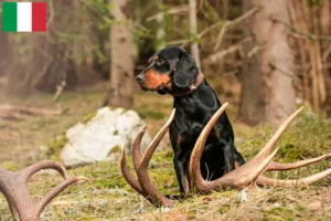Read more about the article İtalya’da Slovenský kopov yetiştiricileri ve yavru köpekler
