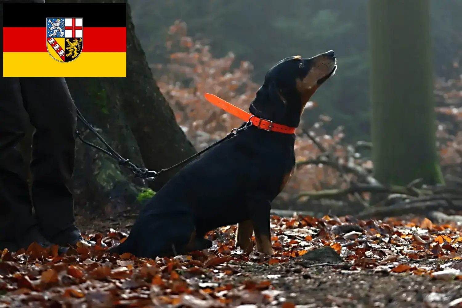 Read more about the article Saarland’da Slovenský kopov yetiştiricileri ve köpek yavruları