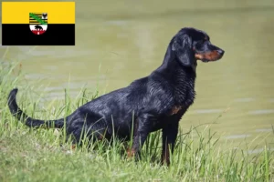Read more about the article Saksonya-Anhalt’da Slovenský kopov yetiştiricileri ve köpek yavruları
