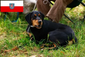 Read more about the article Thüringen’de Slovenský kopov yetiştiricileri ve köpek yavruları