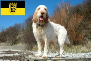 Read more about the article Baden-Württemberg’de Spinone Italiano yetiştiricileri ve köpek yavruları