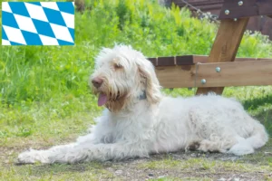 Read more about the article Bavyera’da Spinone Italiano yetiştiricileri ve köpek yavruları