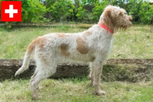 Read more about the article İsviçre’de Spinone Italiano yetiştiricileri ve köpek yavruları