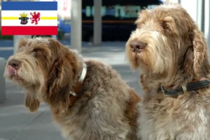 Read more about the article Mecklenburg-Vorpommern’de Spinone Italiano yetiştiricileri ve köpek yavruları
