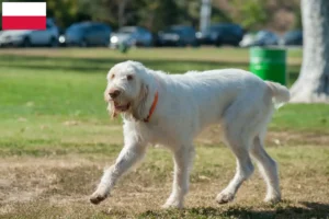 Read more about the article Polonya’da Spinone Italiano yetiştiricileri ve köpek yavruları