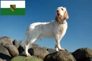 Read more about the article Saksonya’da Spinone Italiano yetiştiricileri ve köpek yavruları