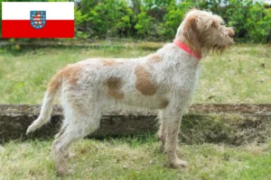 Read more about the article Thüringen’de Spinone Italiano yetiştiricileri ve köpek yavruları