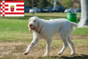 Read more about the article Bremen’de Spinone Italiano yetiştiricileri ve köpek yavruları